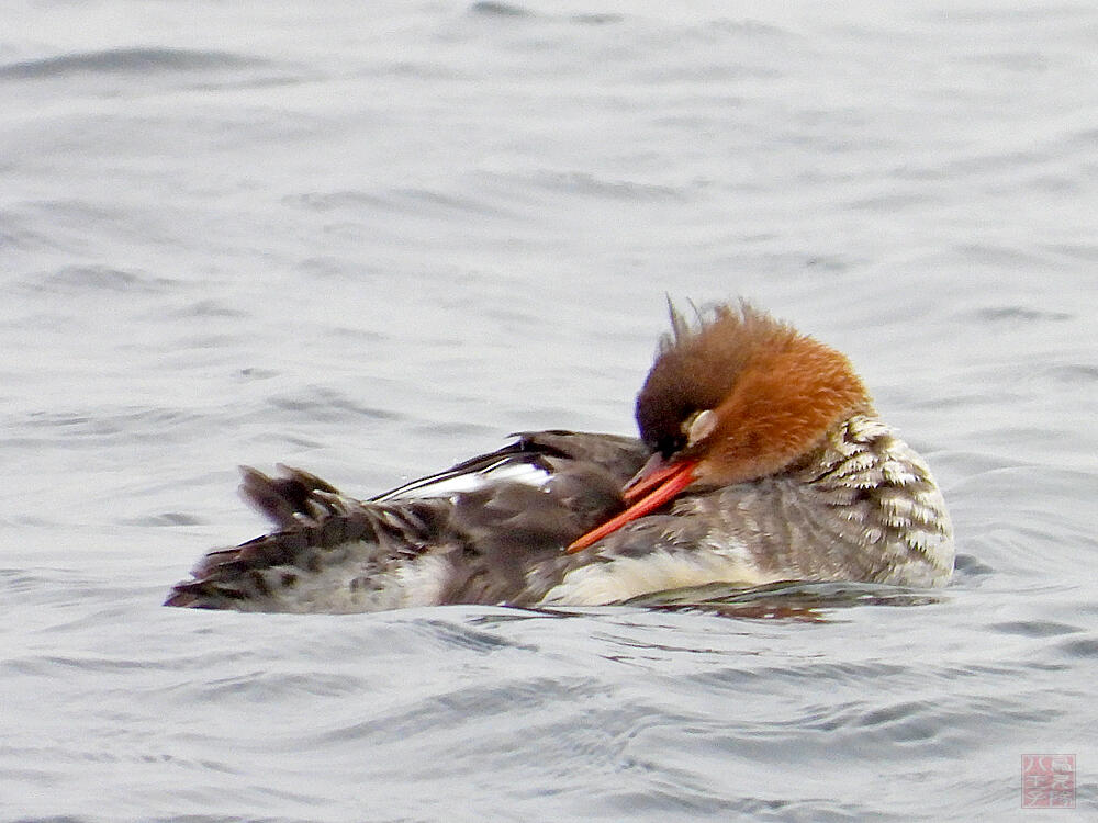 ウミアイサ♀　横須賀市　20240420