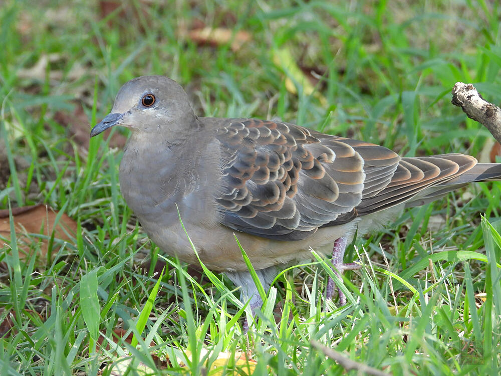 キジバト　若鳥　青梅市　2023/08/19