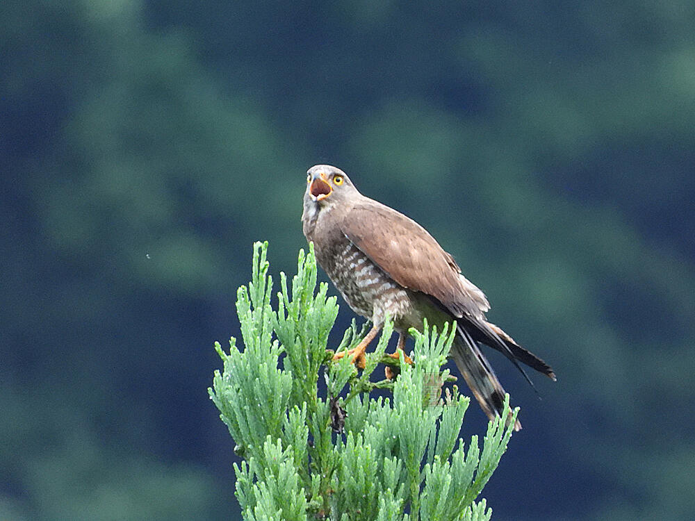 サシバ　十日町市　2023/07/02　サシバの鳴き声はぺっくぇ～