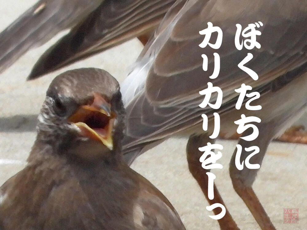 ムクドリ　若鳥　八王子市　2023/06/21