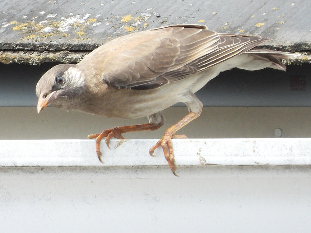 ムクドリ　若鳥　八王子市　2023/06/21