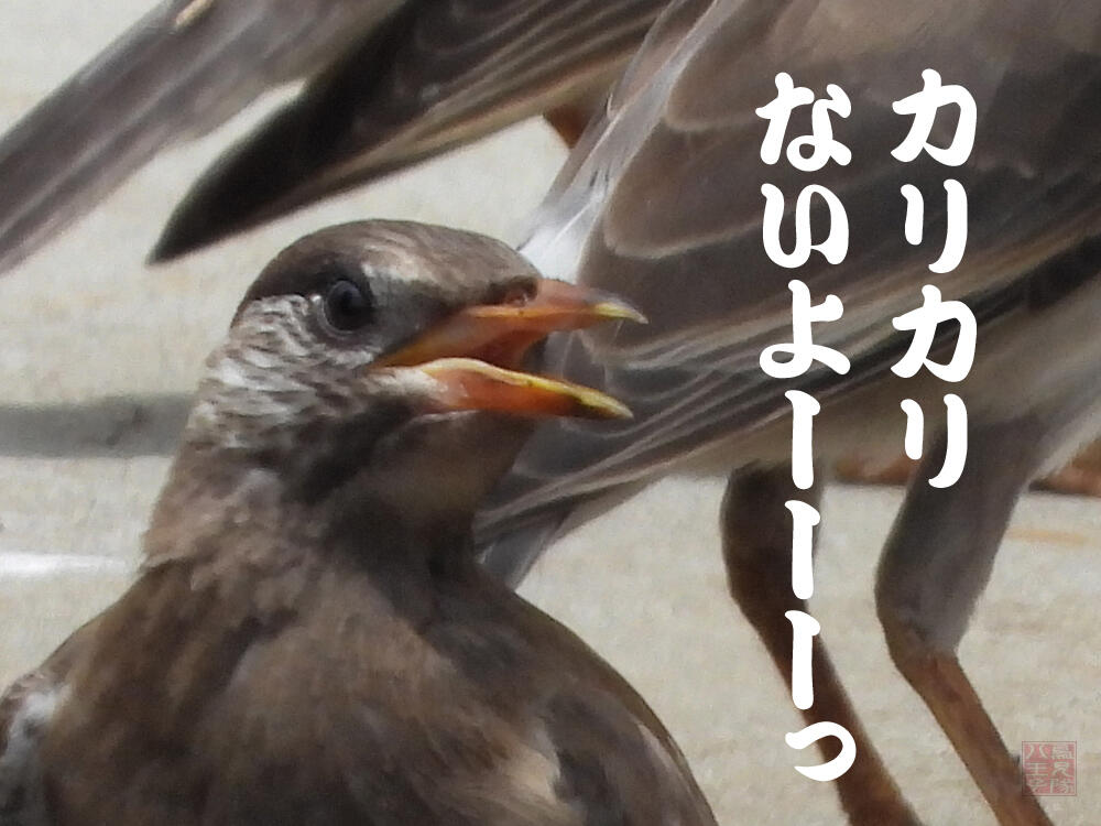 ムクドリ　若鳥　八王子市　2023/06/21