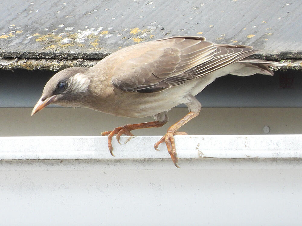 ムクドリ　若鳥　八王子市　2023/06/21