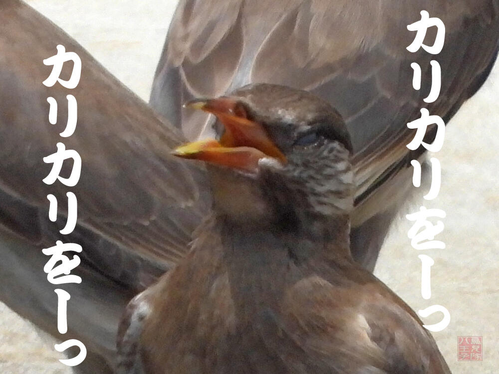 ムクドリ　若鳥　八王子市　2023/06/21