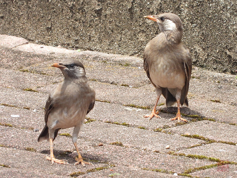 ムクドリ　若鳥　八王子市　2023/06/21