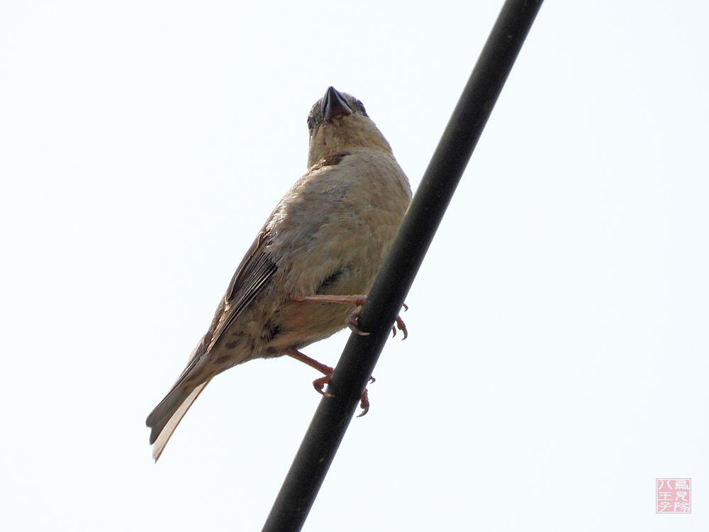 ニュウニイスズメ　♀　十日町市　2023/06/18