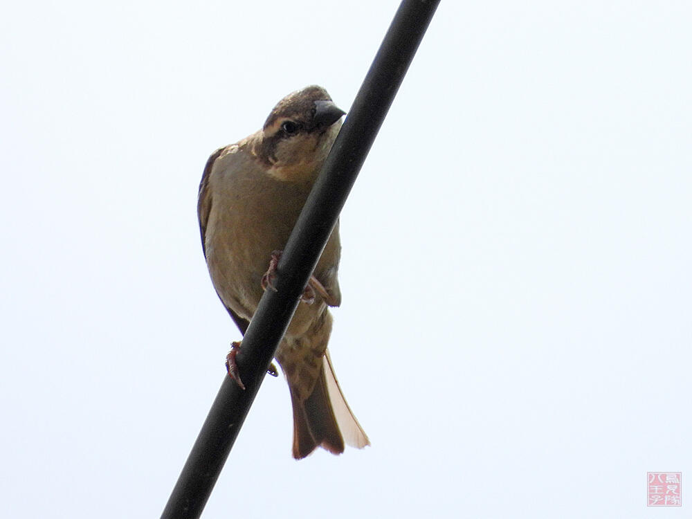 ニュウニイスズメ　♀　十日町市　2023/06/18