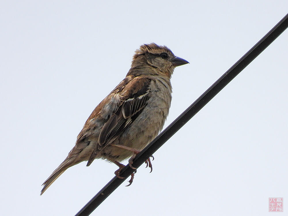 ニュウニイスズメ　♀　十日町市　2023/06/18