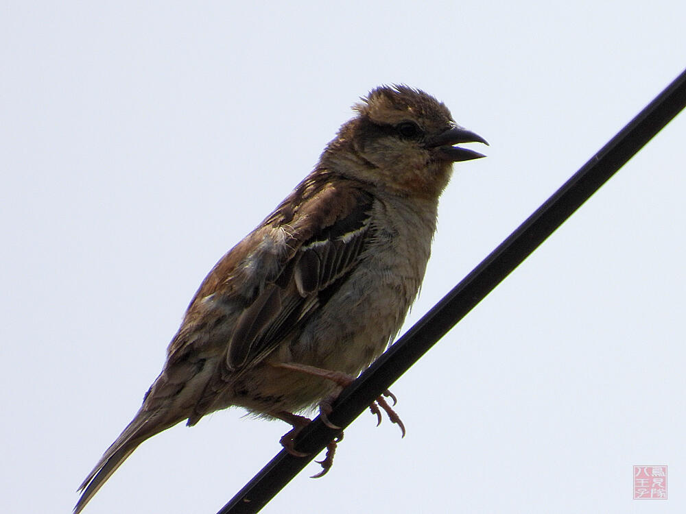 ニュウニイスズメ　♀　十日町市　2023/06/18