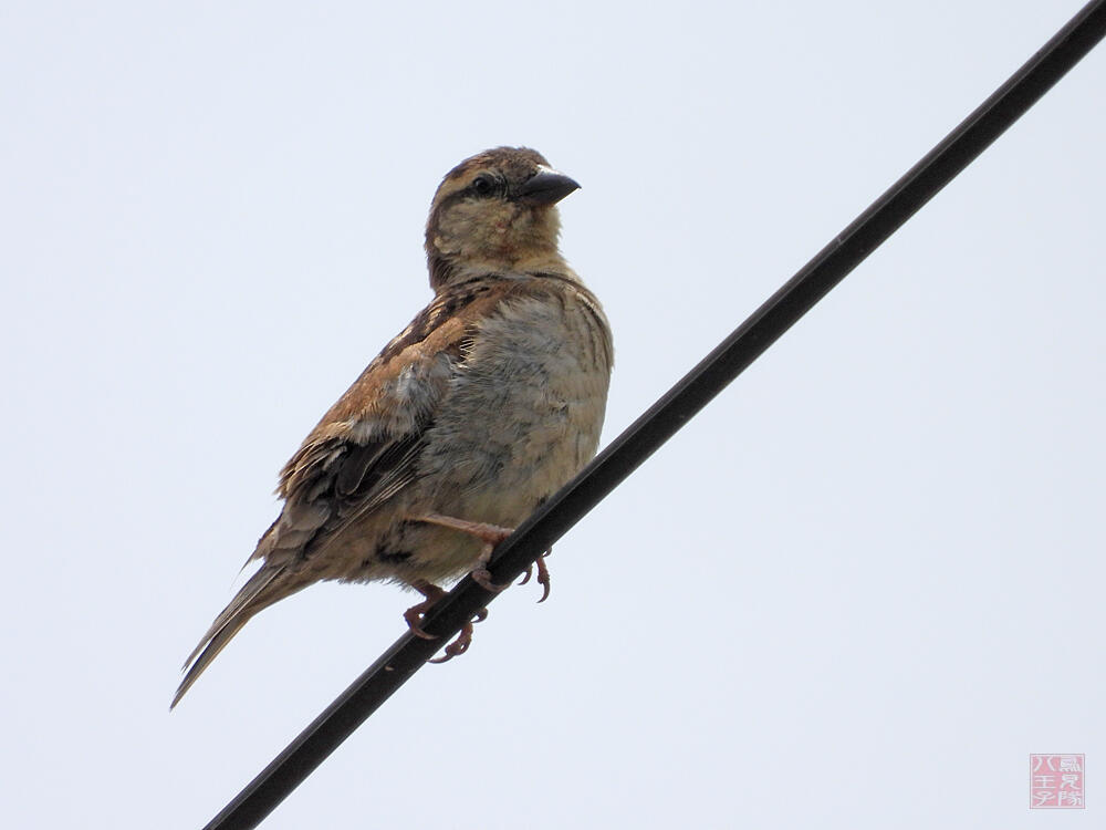 ニュウニイスズメ　♀　十日町市　2023/06/18