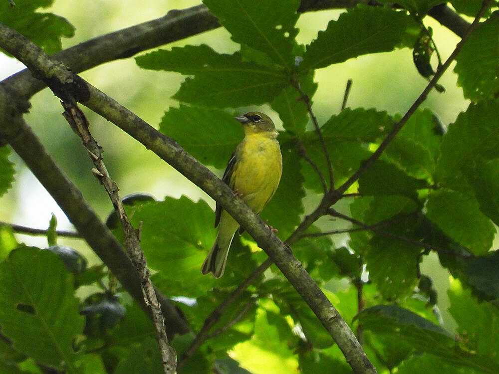 ノジコ　♂　十日町市　2023/06/18