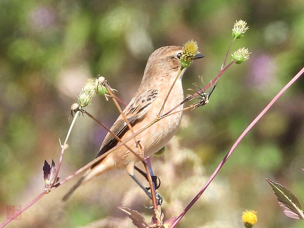 ノビタキ　♀　羽村市　2023/10/22