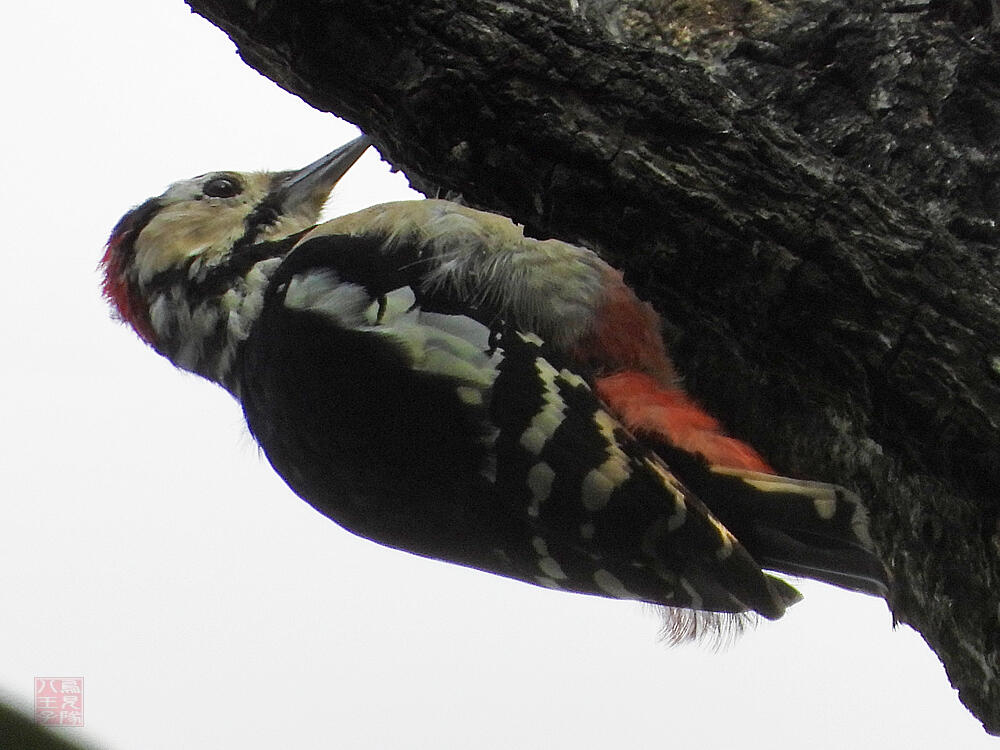 アカゲラ　若鳥　八王子市　2023/10/27