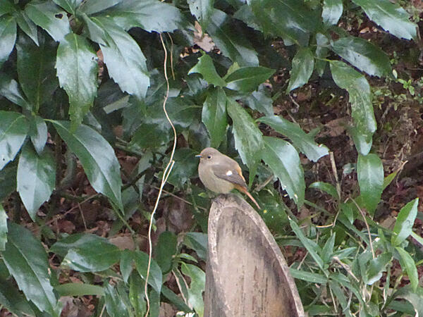 ジョウビタキ　♀　八王子鶯啼庵　2022/01/23